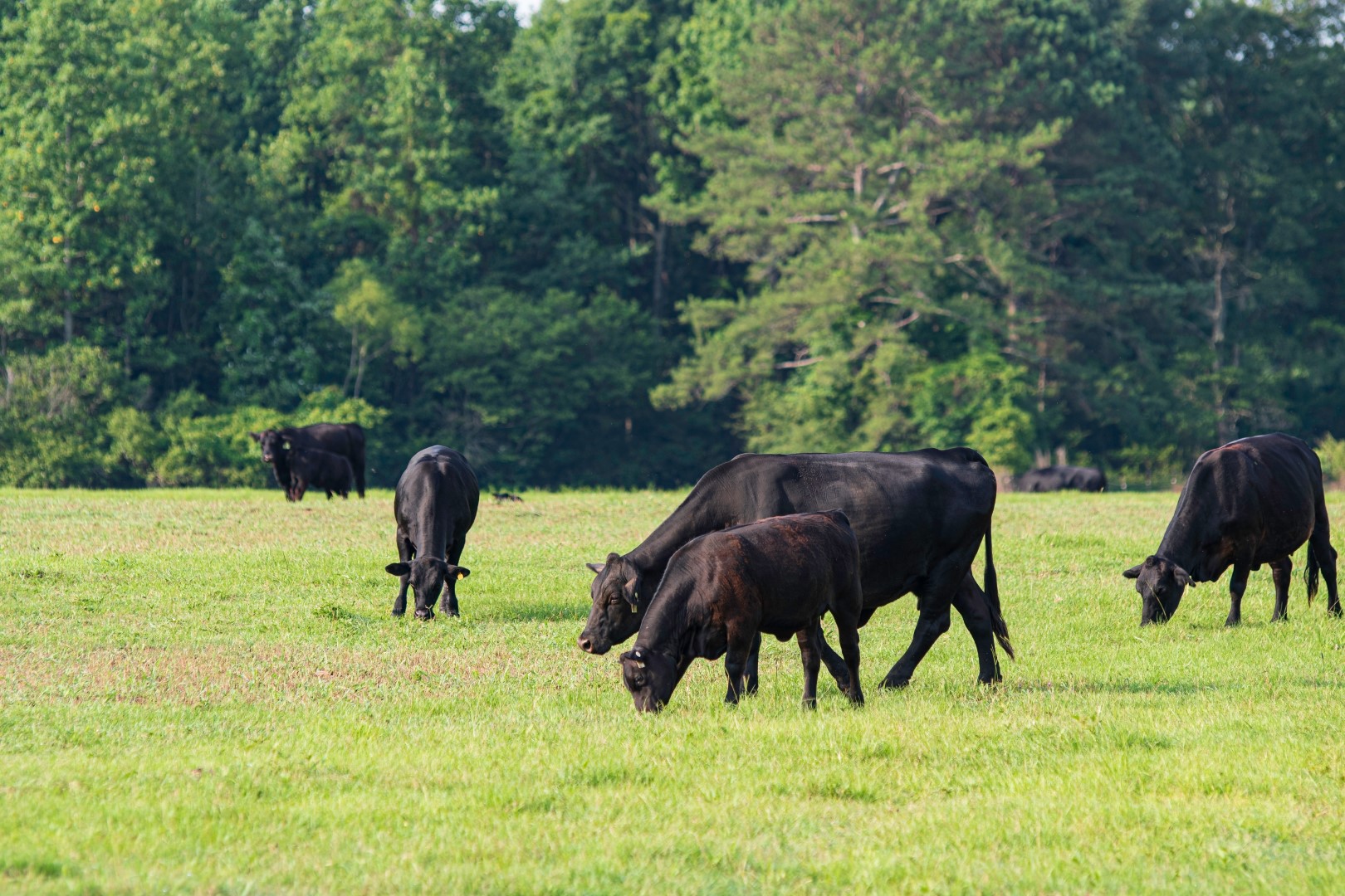 Improving Native Grass Pastures in Texas